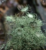 usnea.jpg