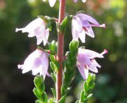 Calluna-vulgaris-heath-herb.jpg